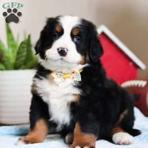 TJ, Bernese Mountain Dog Puppy